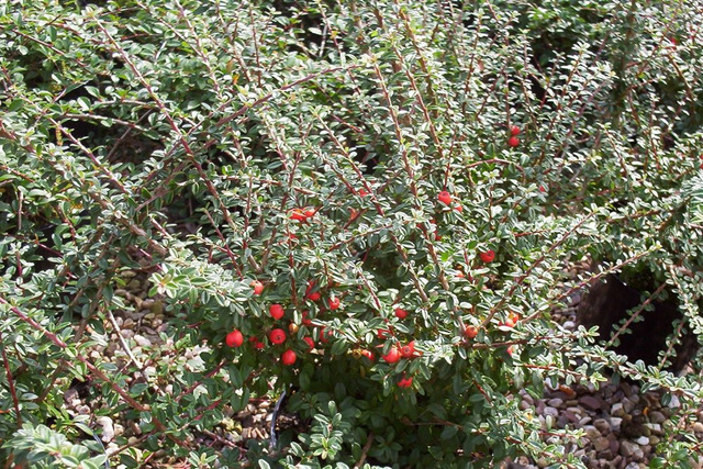 Irga wyrazista Decorus Cotoneaster conspicuus P9