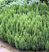 Jałowiec płożący Blue Forest Juniperus horizontalis C2