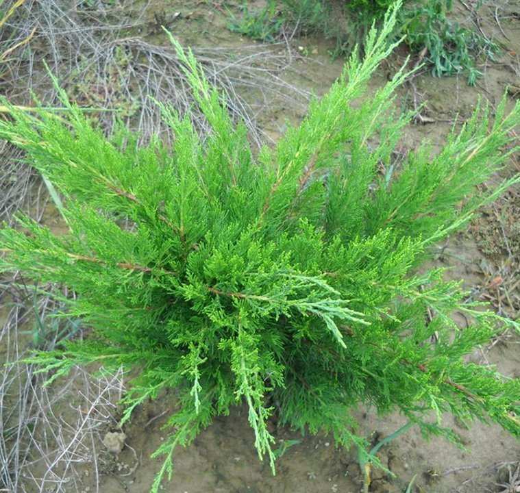 Jałowiec Pfitzera Mint Julep Juniperus pfitzeriana
