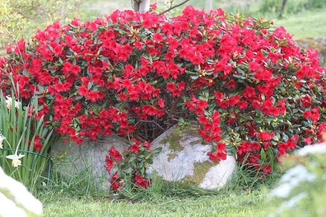 Różanecznik Baden-Baden Rhododendron C2