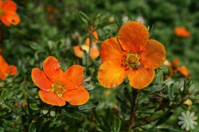 Pięciornik krzewiasty Tangerine Potentilla fruticosa P9