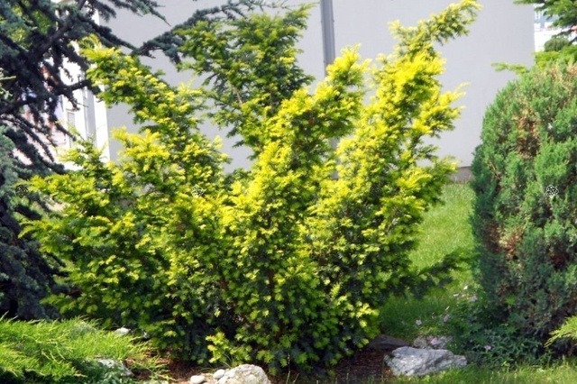Cis pospolity Elegantissima Taxus baccata C3