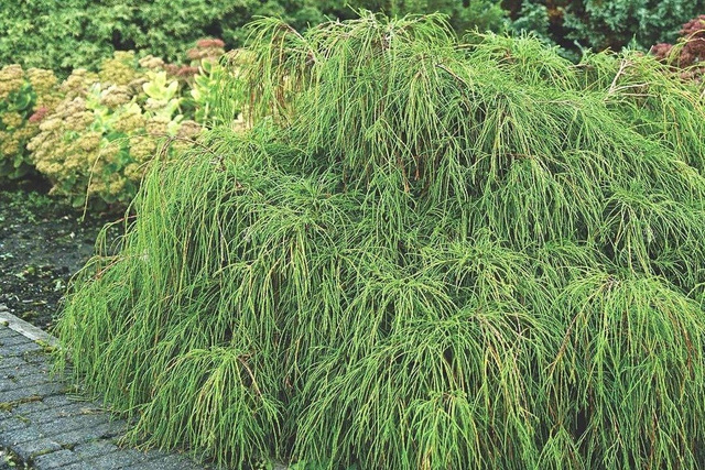 Cyprysik groszkowy Filifera Nana Chamaecyparis pisifera C3