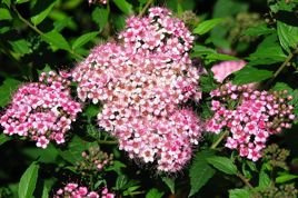 Tawuła japońska Japanese Dwarf Spiraea japonica C2