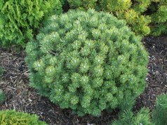 Sosna kosodrzewina Mops Pinus mugo C7,5