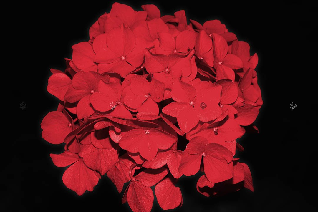 Hortensja ogrodowa Hot Red Hydrangea macrophylla
