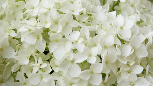 Hortensja bukietowa Baby Lace PBR Hydrangea paniculata C5