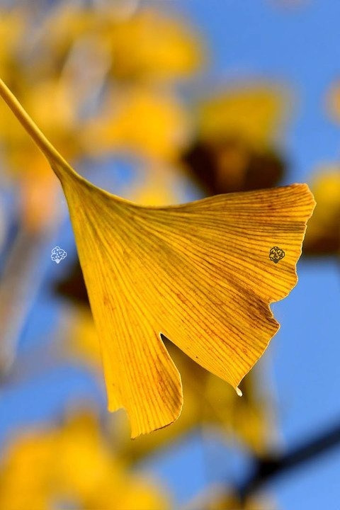 Miłorząb dwuklapowy Ginkgo biloba C5