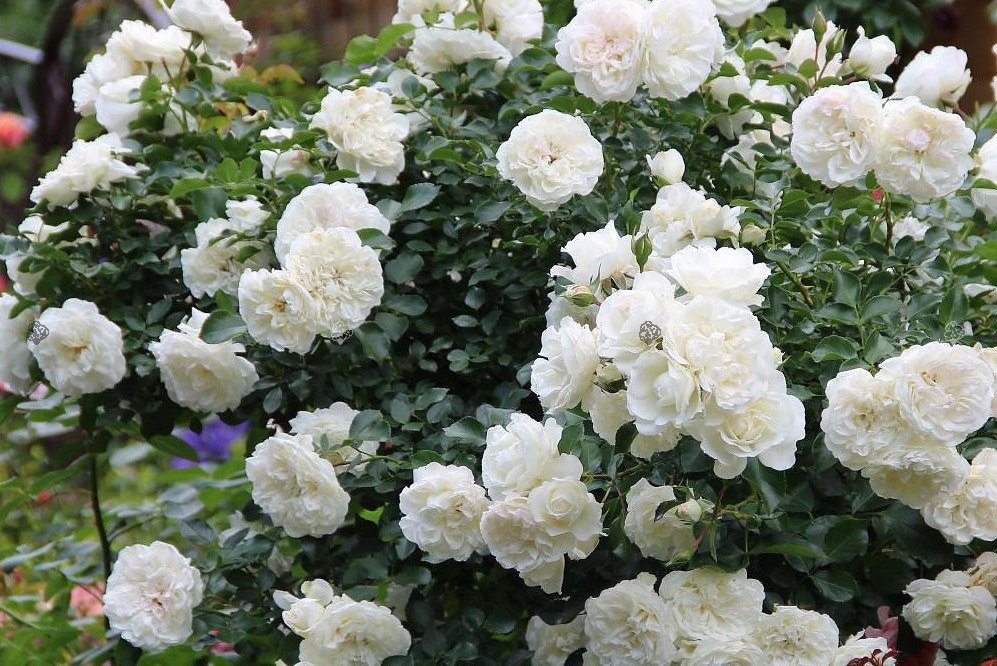 Róża okrywowa Sea Foam Rosa P9