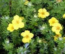 Pięciornik krzewiasty Klondike Potentilla fruticosa