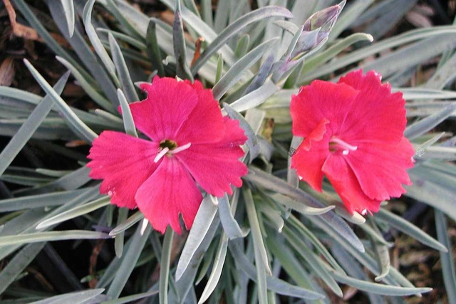 Goździk siny Badenia Dianthus gratianopolitanus P9