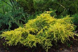 Jałowiec Pfitzera Golden Saucer Juniperus pfitzeriana P9
