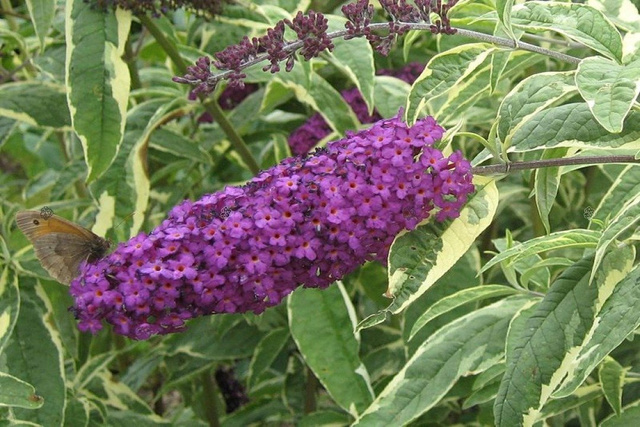 Budleja Davida Harlequin Buddleja davidii P9