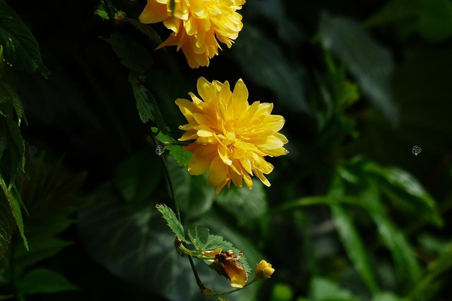 Złotlin japoński Pleniflora Kerria japonica P9