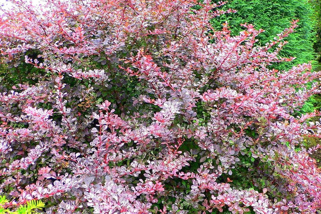 Berberys Thunberga Harlequin Berberis thunbergii C2