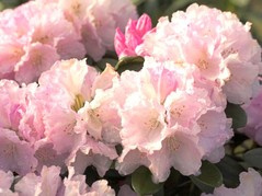 Różanecznik jakuszimański Silberwolke Rhododendron yakushimanum C2
