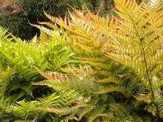 Narecznica czerwonozawijkowa Dryopteris erythrosora C3