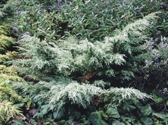 Jałowiec wirginijski Sulphur Spray Juniperus virginiana C2