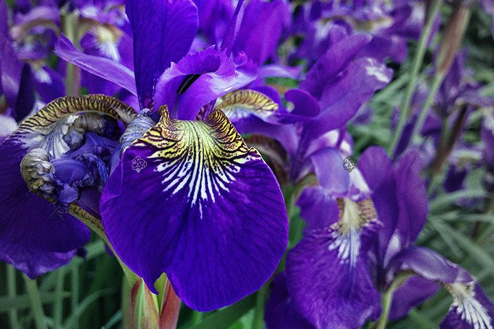 Kosaciec syberyjski Dark Blue Iris sibirica C1