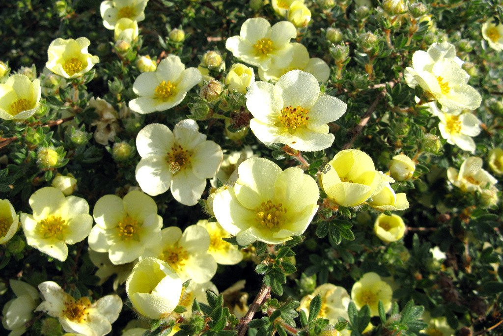 Pięciornik krzewiasty Goldstar Potentilla fruticosa C2