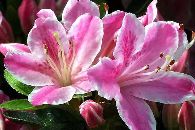 Azalia japońska Kermesina Rose Rhododendron obtusum C2