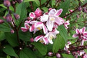 Żylistek zaróżowiony Kalmiiflora Deutzia purpurascens P9