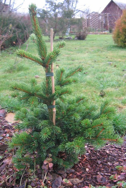 Świerk kłujący Lucky Strike Picea pungens C5