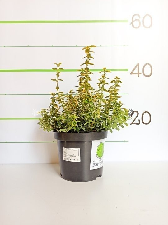 Trzmielina Fortune'a Emerald Gold Euonymus fortunei C2