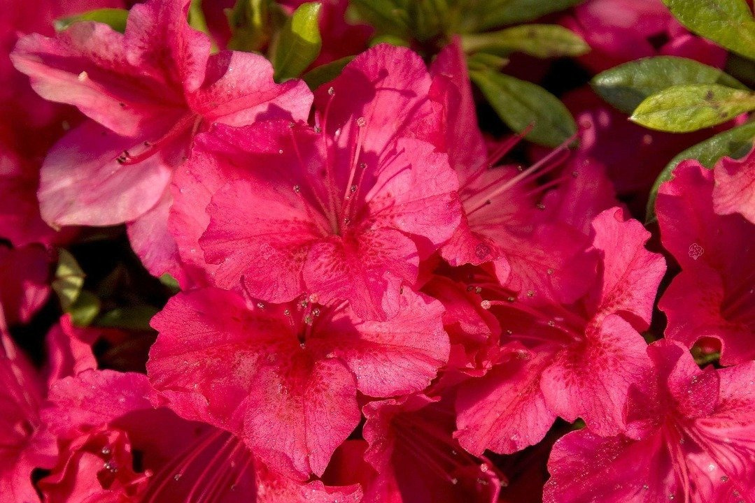 Azalia japońska George Arends Rhododendron obtusum C2