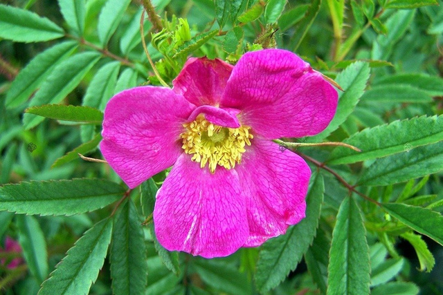 Róża błyszcząca Rosa nitida P9