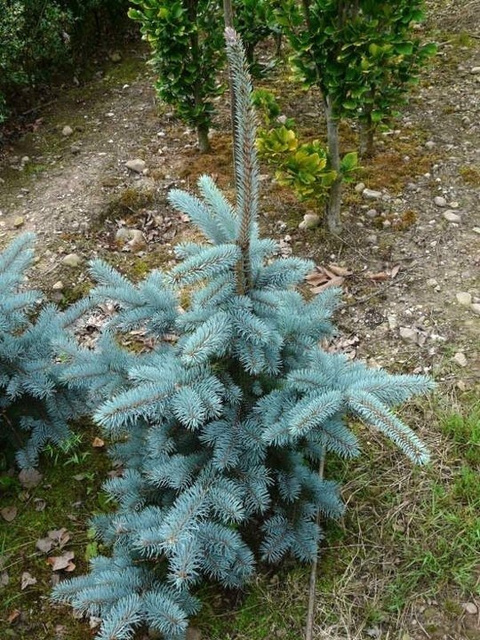 Świerk kłujący Koster Picea pungens C5