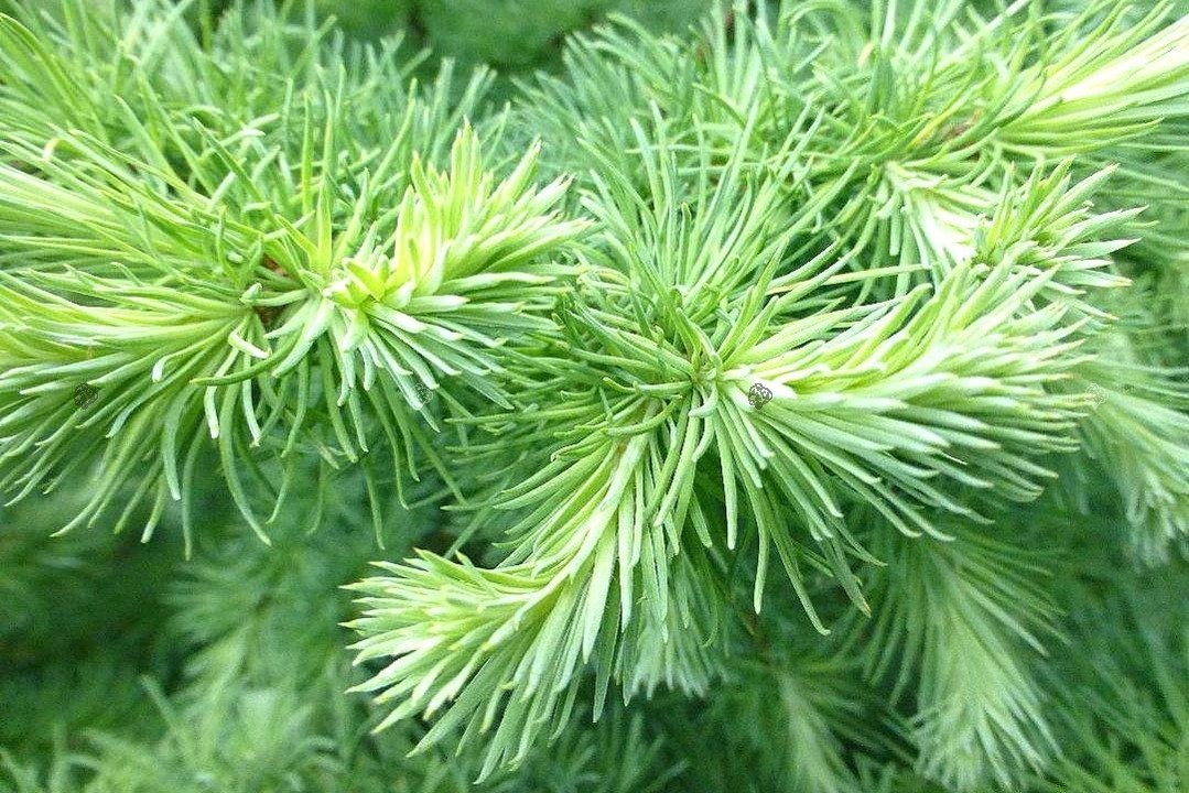 Modrzew japoński Blue Dwarf Larix kaempferi C5