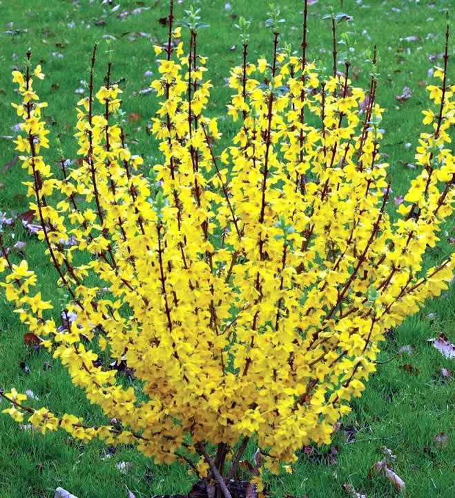 Forsycja Goldrausch Forsythia C3