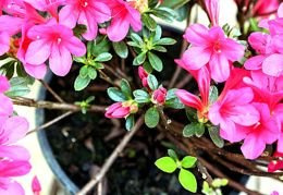 Azalia japońska Michiko Rhododendron obtusum C2
