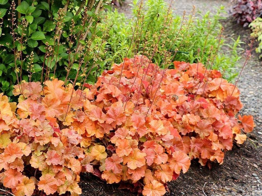 Żurawka Nothern Exposure Amber Heuchera C2
