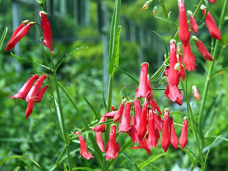 Penstemon bródkowy Coccineus Penstemon barbatus C2