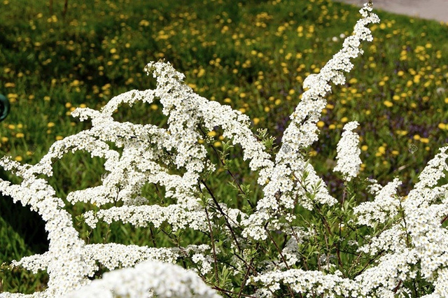 Tawuła nippońska June Bride Spiraea nipponica C2