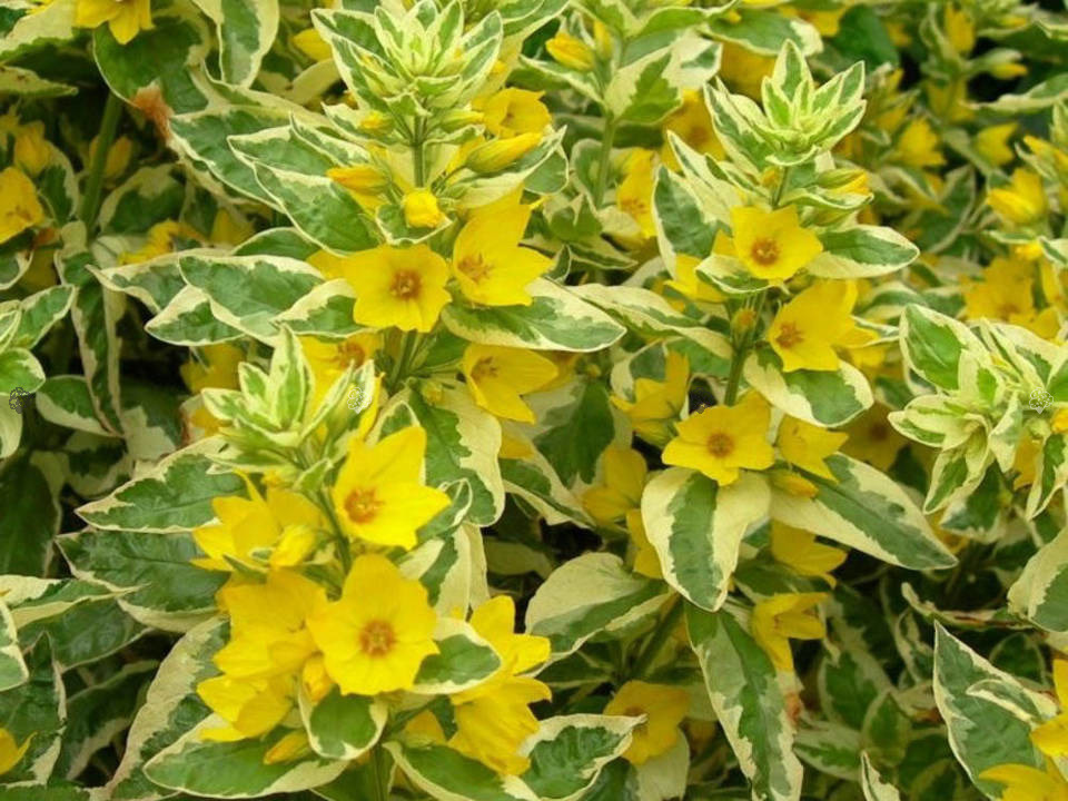 Tojeść kropkowana Alexander Lysimachia punctata C2