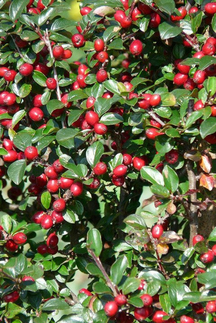 Irga szwedzka Coral Beauty Cotoneaster suecicus P9