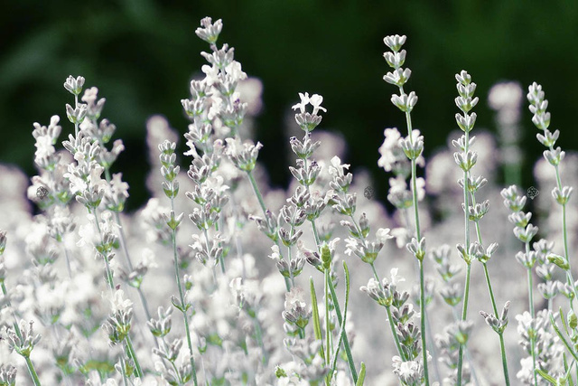 Lawenda wąskolistna Elegance Ice Lavandula angustifolia P9