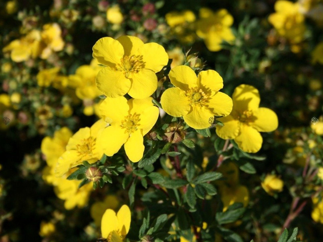 Pięciornik krzewiasty Sommerflor Potentilla fruticosa C2
