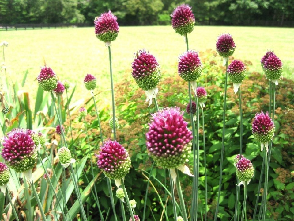Czosnek glówkowaty Allium sphaerocephalon P9
