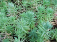 Rozchodnik ościsty f. cristatum Sedum reflexum f. cristatum P9