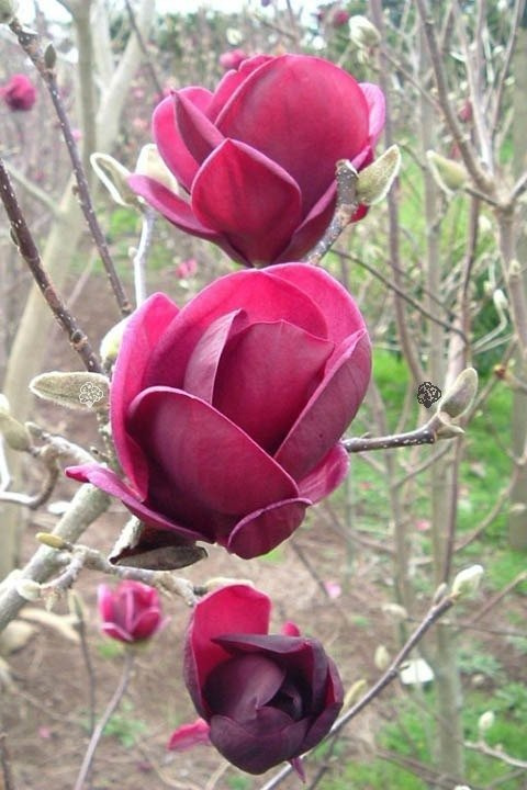 Magnolia Genie PBR Magnolia C2
