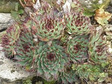 Rojnik wapienny Sempervivum calcareum P9