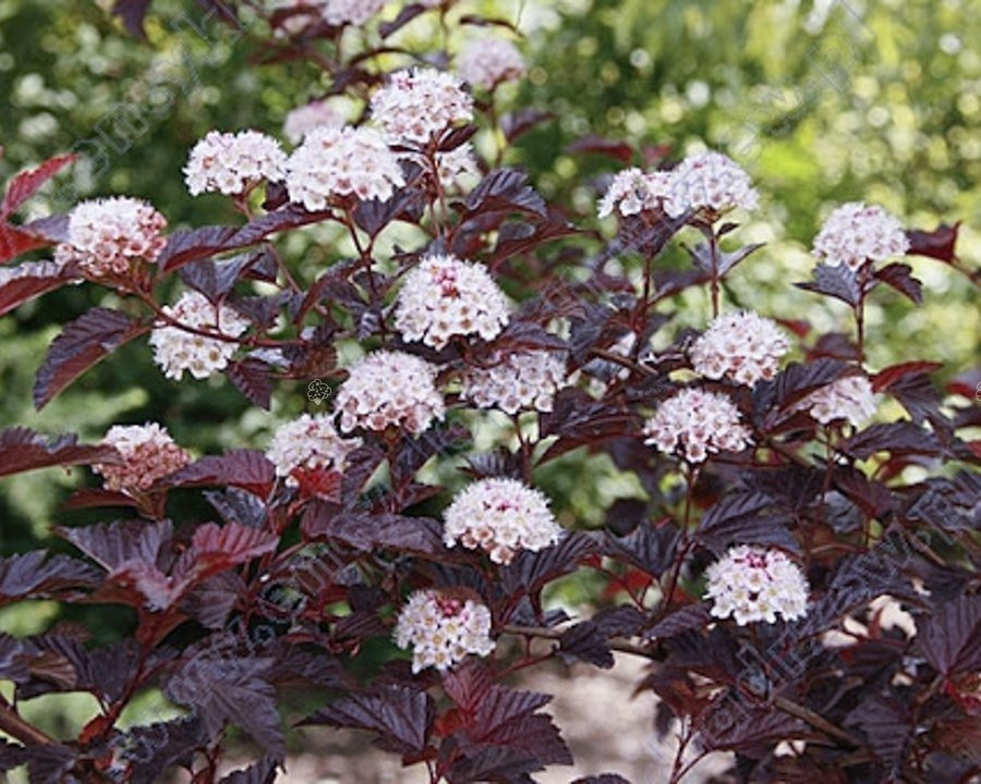 Pęcherznica kalinolistna Andre Physocarpus opulifolius P9