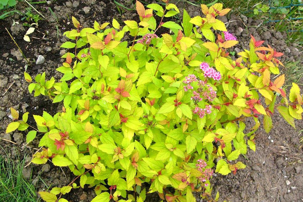 Tawuła japońska Golden Carpet PBR Spiraea japonica C2