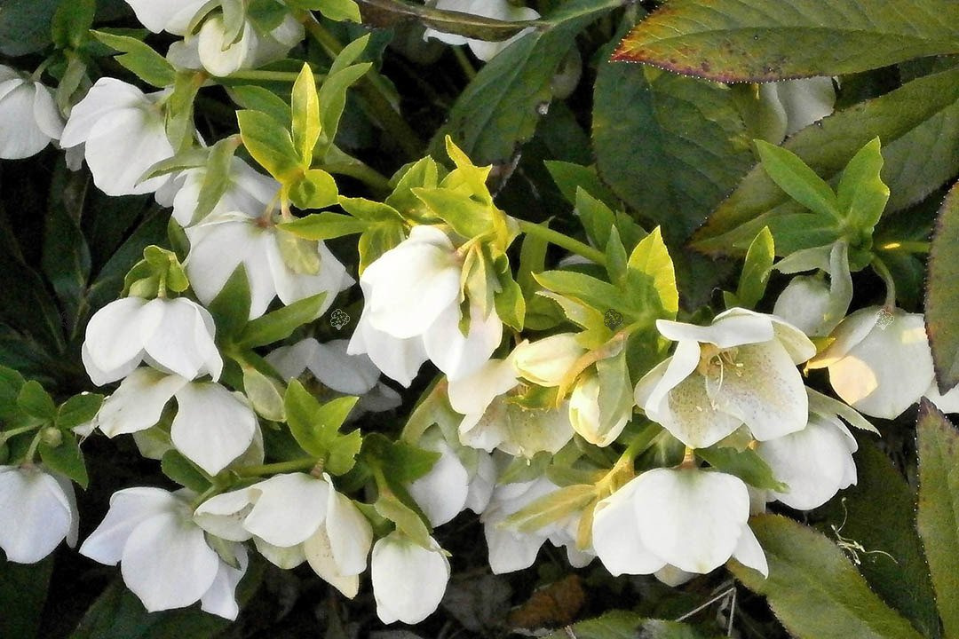 Ciemiernik biały Helleborus niger P9