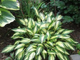 Funkia Cherry Berry Hosta