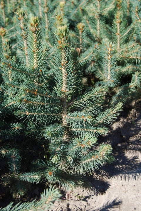 Świerk kłujący Glauca Globosa Picea pungens C5